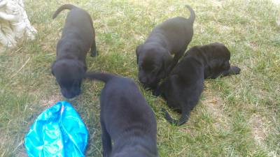 Retriever do Labrador Pretos com LOP