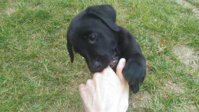 Retriever do Labrador Pretos com LOP