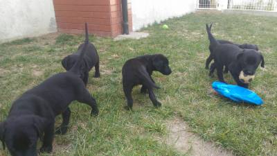 Retriever do Labrador Pretos com LOP