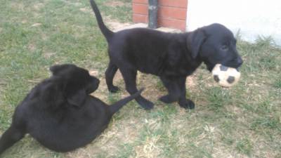 Retriever do Labrador Pretos com LOP