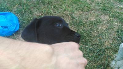 Retriever do Labrador Pretos com LOP