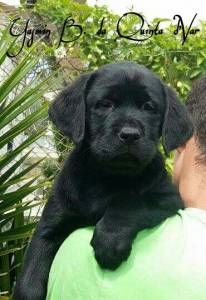 Seleo criao e venda de Labrador Retriever