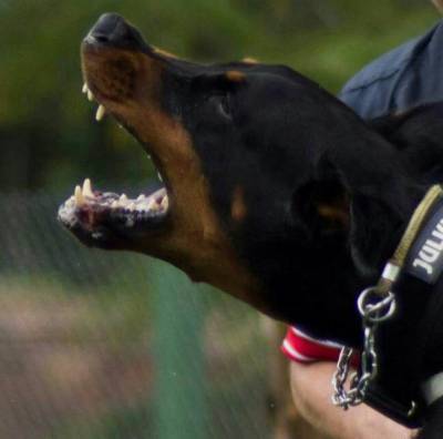 Filhotes de Dobermanns