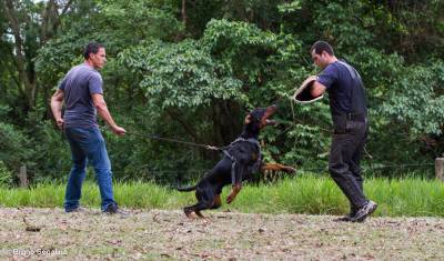 Filhotes de Dobermanns