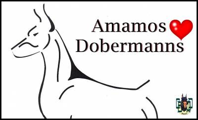 Filhotes de Dobermanns