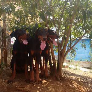 Filhotes de Dobermanns