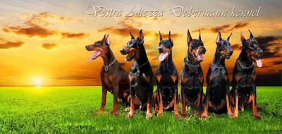 Filhotes de Dobermanns