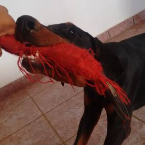 Filhotes de Dobermanns