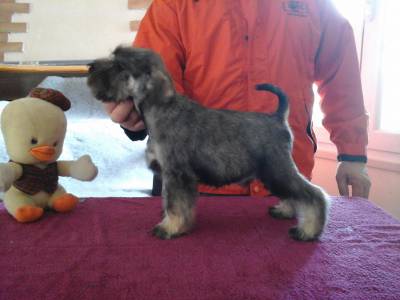 schnauzer miniatura