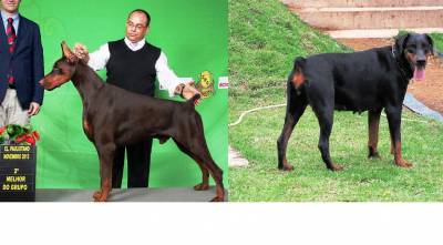 DOBERMANNS EUROPEUS - ADAMAS DEI KENNEL