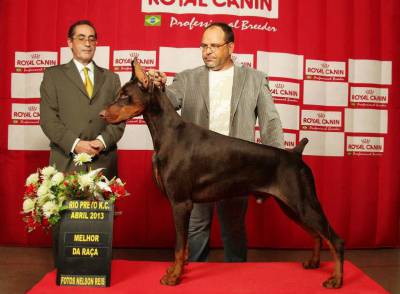 DOBERMANNS EUROPEUS - ADAMAS DEI KENNEL