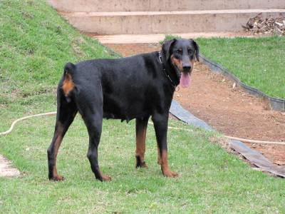 DOBERMANNS EUROPEUS - ADAMAS DEI KENNEL