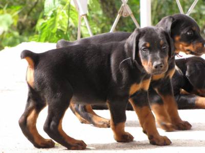 DOBERMANNS EUROPEUS - ADAMAS DEI KENNEL