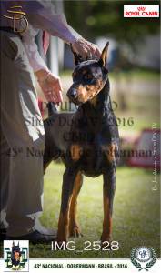 DOBERMANNS EUROPEUS - ADAMAS DEI KENNEL