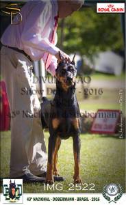 DOBERMANNS EUROPEUS - ADAMAS DEI KENNEL