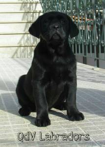 Labrador retriever para venda