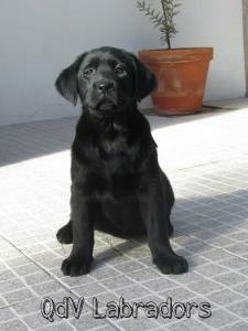 Labrador retriever para venda