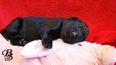 Cachorrinhos Flat Coated Retriever