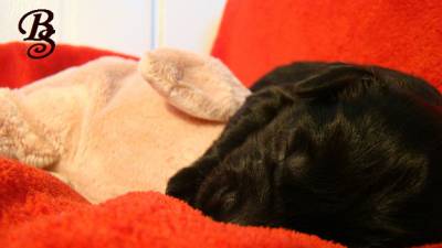 Cachorrinhos Flat Coated Retriever