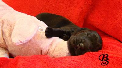 Cachorrinhos Flat Coated Retriever