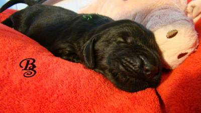 Cachorrinhos Flat Coated Retriever