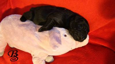 Cachorrinhos Flat Coated Retriever