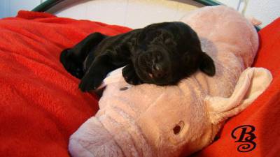 Cachorrinhos Flat Coated Retriever