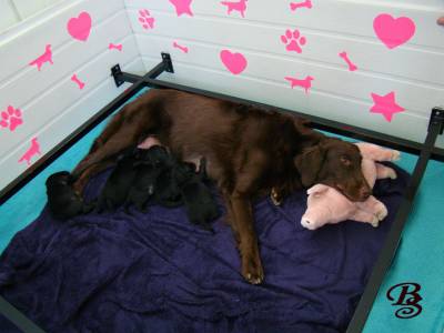 Cachorrinhos Flat Coated Retriever