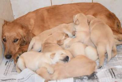 Filhotes de Golden Retriever Parcelamos no crdito