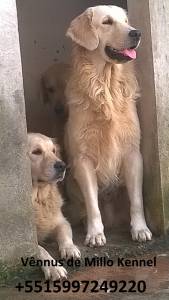 Filhotes de Golden Retriever Parcelamos no crdito