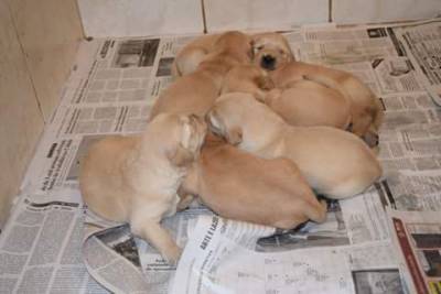 Filhotes de Golden Retriever Parcelamos no crdito