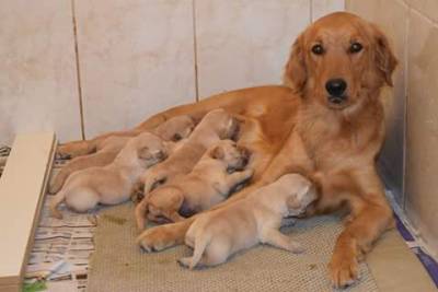 Filhotes de Golden Retriever Parcelamos no crdito