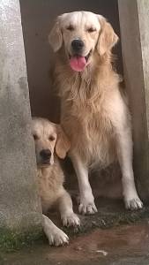 Filhotes de Golden Retriever Parcelamos no crdito