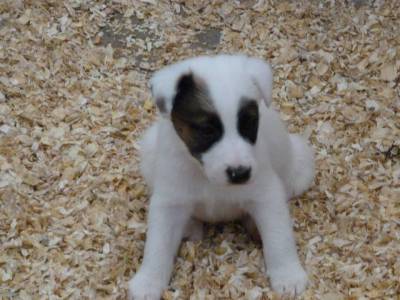 Fox Terrier pelo liso smooth  Ninhada