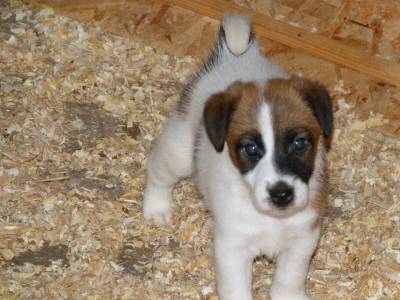 Fox Terrier pelo liso smooth  Ninhada