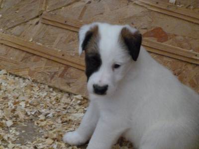 Fox Terrier pelo liso smooth  Ninhada