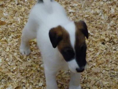 Fox Terrier pelo liso smooth  Ninhada