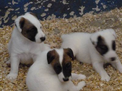 Fox Terrier pelo liso smooth  Ninhada