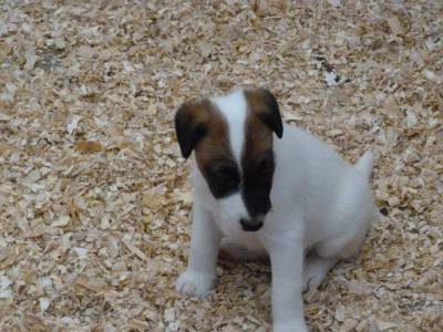 Fox Terrier pelo liso smooth  Ninhada