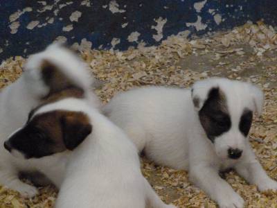 Fox Terrier pelo liso smooth  Ninhada