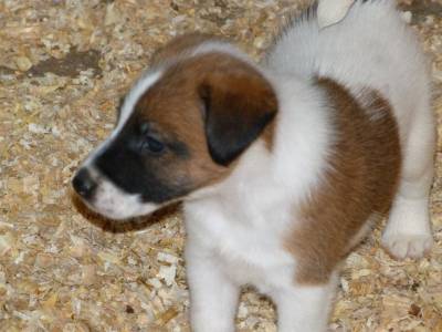 Fox Terrier pelo liso smooth  Ninhada