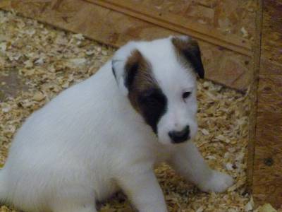 Fox Terrier pelo liso smooth  Ninhada