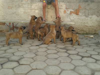 Vendo Belga Malinois