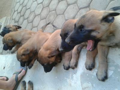 Vendo Belga Malinois