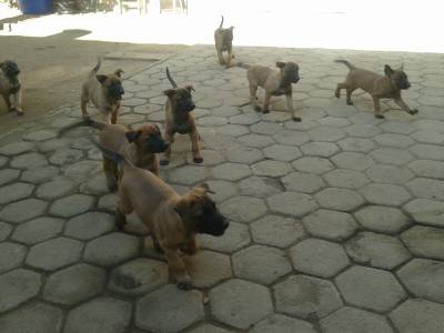 Vendo Belga Malinois