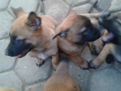 Vendo Belga Malinois