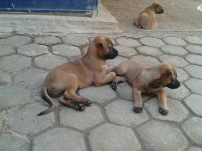 Vendo Belga Malinois