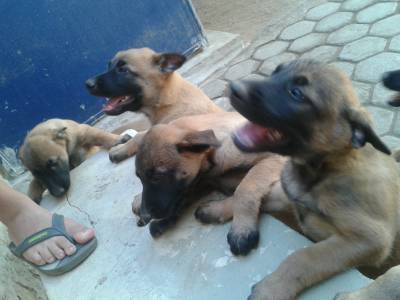 Vendo Belga Malinois