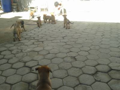 Vendo Belga Malinois