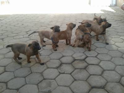 Vendo Belga Malinois